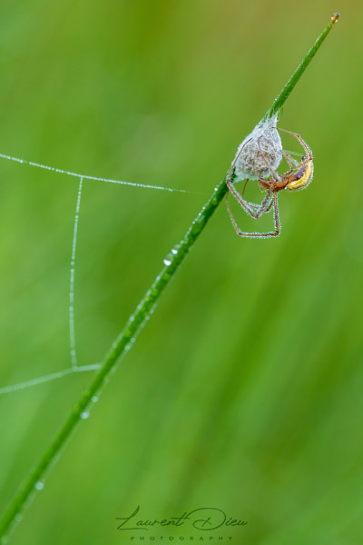 La Tétragnathe étirée (Tetragnatha extensa) Stretch spider.