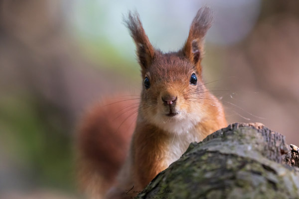 L´écureuil d´Eurasie ou écureuil roux (Sciurus vulgaris) Red squirrel.