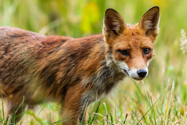 Renard roux (Vulpes vulpes) Red fox.