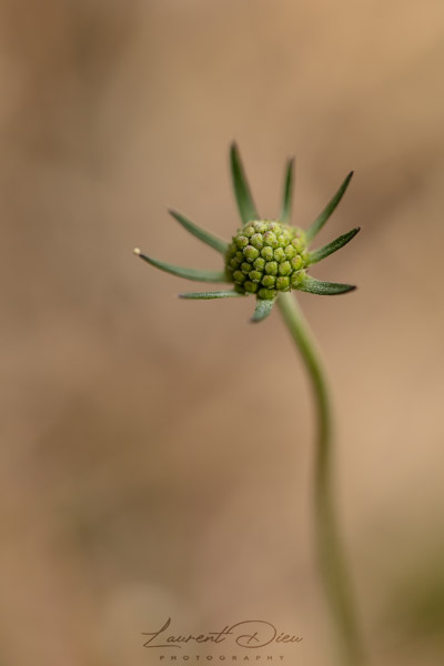 knautie des champs, Scabieuse des champs (Knautia arvensis).