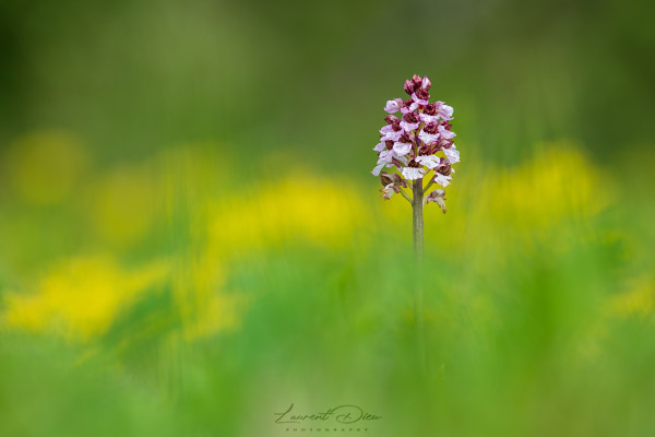 Orchis pourpre (Orchis purpurea) Lady orchid.