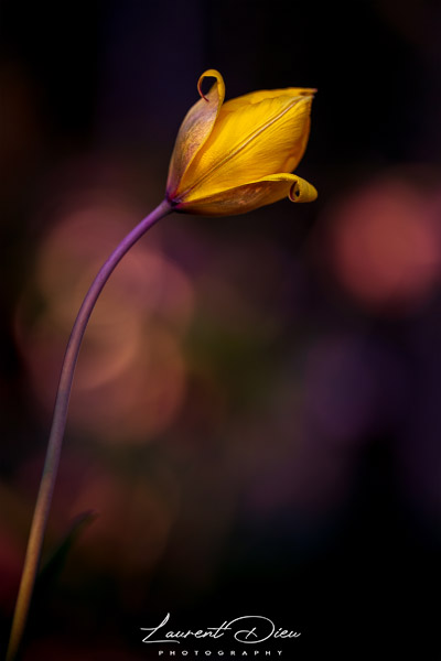 Tulipe des bois, Tulipe sauvage (Tulipa sylvestris).