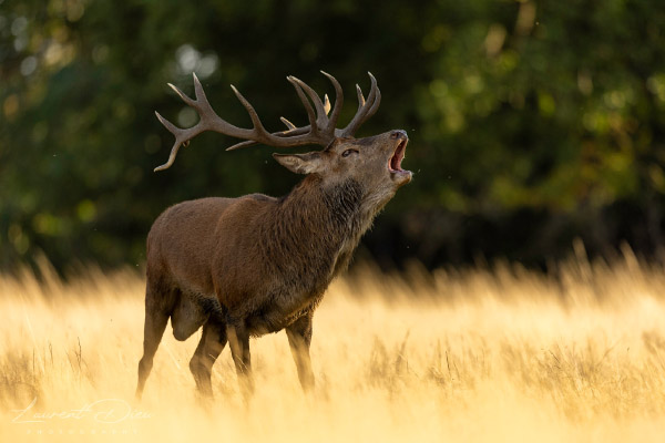 Le cerf élaphe (Cervus elaphus) The Red deer. Canon EOS R3 - Canon EF 500mm f/4L IS USM II.