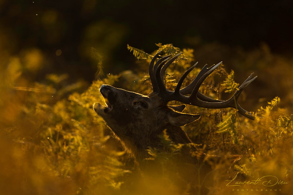 Le cerf élaphe (Cervus elaphus) The Red deer. Canon EOS R3 - Canon EF 500mm f/4L IS USM II.