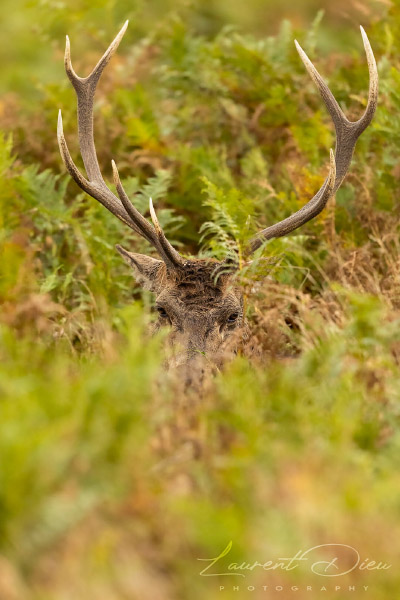 Le cerf élaphe (Cervus elaphus) The Red deer. Canon EOS R3 - Canon EF 500mm f/4L IS USM II.