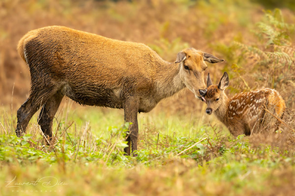 Femelle de cerf élaphe (Cervus elaphus) avec son faon (Red deer doe with her calf). Canon EOS R3 - Canon EF 500mm f/4L IS II USM + 2x III.