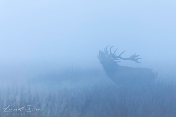 Le cerf élaphe (Cervus elaphus) The Red deer. Canon EOS R3 - Canon RF 100-500 f/4.5-7.1 L IS USM.