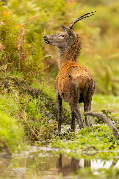 Jeune cerf élaphe (Cervus elaphus) Yong Red deer. Canon EOS R3 - Canon EF 500mm f/4L IS USM II.