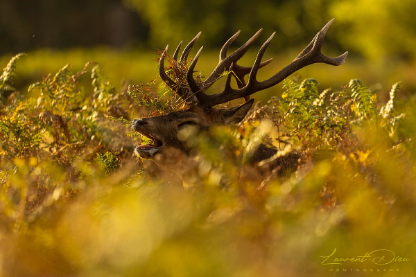 Le cerf élaphe (Cervus elaphus) The Red deer. Canon EOS R3 - Canon EF 500mm f/4L IS USM II.