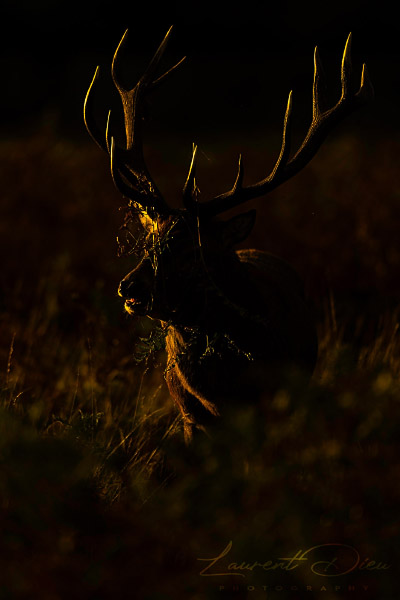 Le cerf élaphe (Cervus elaphus) The Red deer. Canon EOS R3 - Canon EF 500mm f/4L IS USM II.