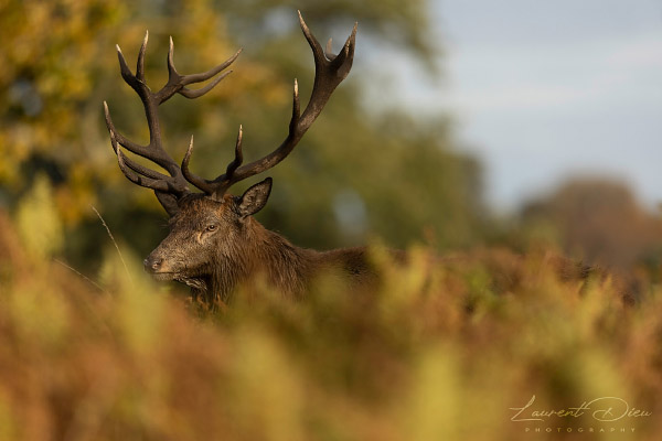 Le cerf élaphe (Cervus elaphus) The Red deer. Canon EOS R3 - Canon EF 500mm f/4L IS USM II.