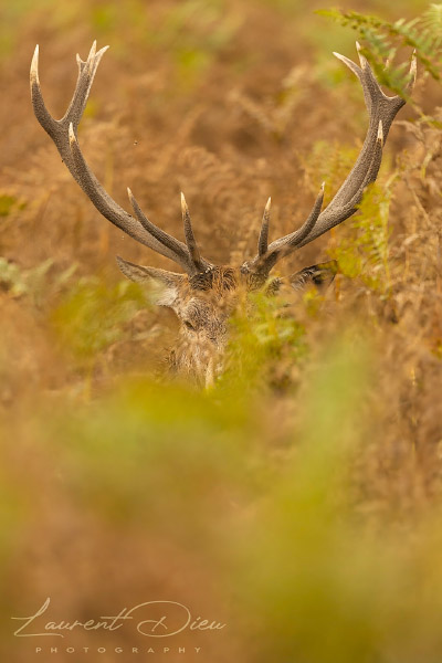 Le cerf élaphe (Cervus elaphus) The Red deer. Canon EOS R3 - Canon EF 500mm f/4L IS USM II.