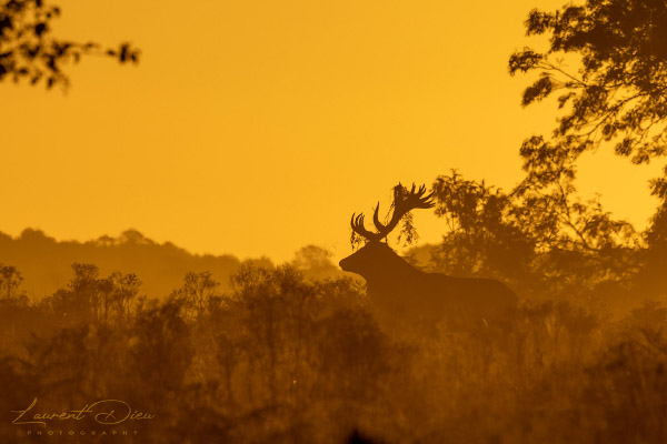 Le cerf élaphe (Cervus elaphus) The Red deer. Canon EOS R3 - Canon EF 500mm f/4L IS USM II + 2x III.