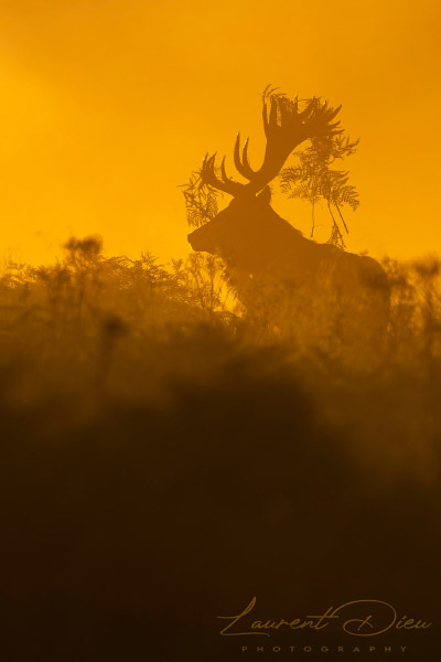 Le cerf élaphe (Cervus elaphus) The Red deer. Canon EOS R3 - Canon EF 500mm f/4L IS USM II + 2x III.