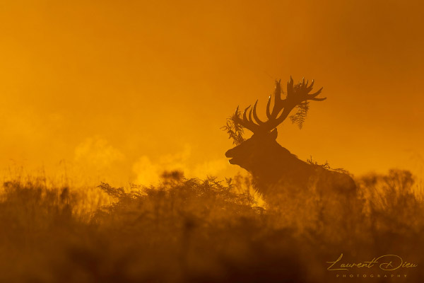 Le cerf élaphe (Cervus elaphus) The Red deer. Canon EOS R3 - Canon EF 500mm f/4L IS USM II + 2x III.