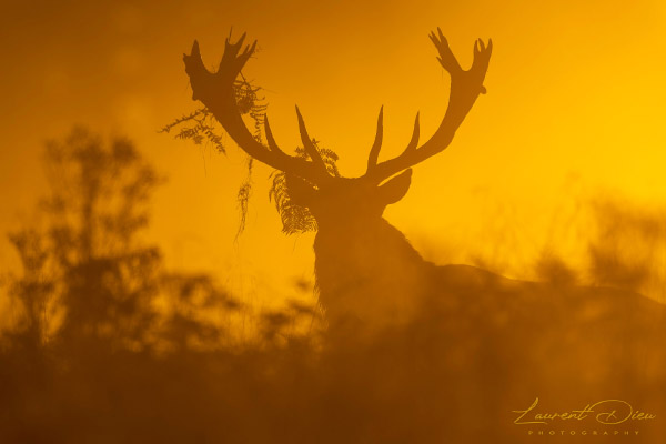 Le cerf élaphe (Cervus elaphus) The Red deer. Canon EOS R3 - Canon EF 500mm f/4L IS USM II + 2x III.