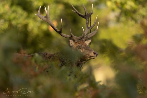 Le cerf élaphe (Cervus elaphus) The Red deer. Canon EOS R3 - Canon EF 500mm f/4L IS USM II.