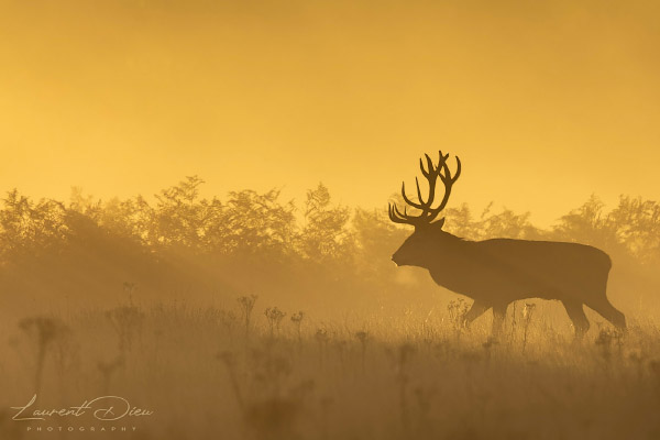 Le cerf élaphe (Cervus elaphus) The Red deer. Canon EOS R3 - Canon EF 500mm f/4L IS USM II + 2x III.