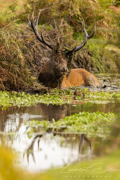 Le cerf élaphe (Cervus elaphus) The Red deer. Canon EOS R3 - Canon EF 500mm f/4L IS USM II.