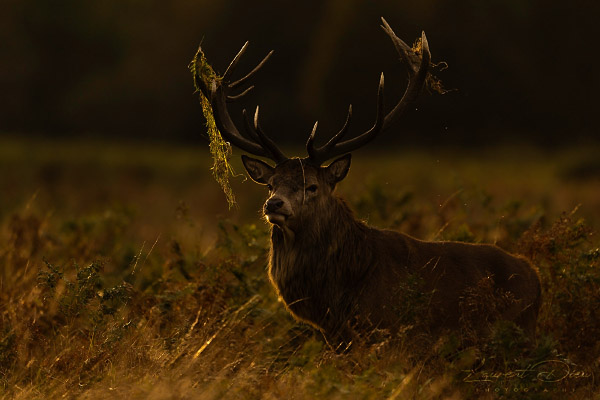 Le cerf élaphe (Cervus elaphus) The Red deer. Canon EOS R3 - Canon EF 500mm f/4L IS USM II.