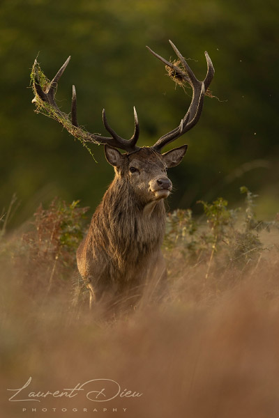 Le cerf élaphe (Cervus elaphus) The Red deer. Canon EOS R3 - Canon EF 500mm f/4L IS USM II.