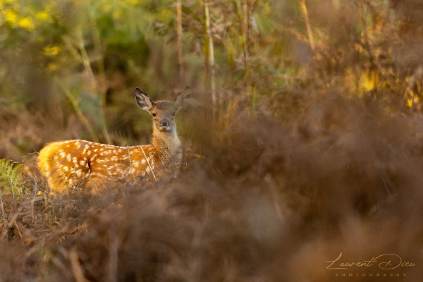 Faon de cerf élaphe (Cervus elaphus) Red deer calf. Canon EOS R3 - Canon EF 500mm f/4L IS USM II.