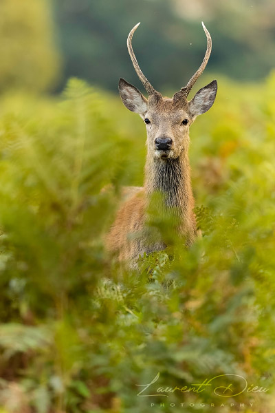 Le cerf élaphe (Cervus elaphus) The Red deer. Canon EOS R3 - Canon EF 500mm f/4L IS USM II.