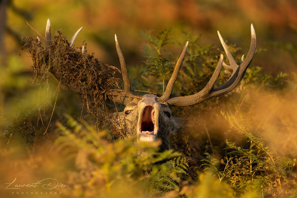 Le cerf élaphe (Cervus elaphus) The Red deer. Canon EOS R3 - Canon EF 500mm f/4L IS USM II.