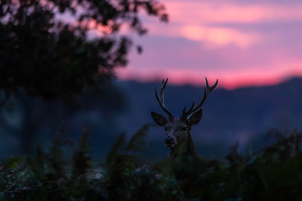 Le cerf élaphe (Cervus elaphus) The Red deer. Canon EOS R3 - Canon EF 500mm f/4L IS USM II.