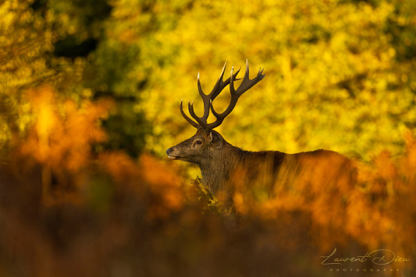 Le cerf élaphe (Cervus elaphus) The Red deer. Canon EOS R3 - Canon EF 500mm f/4L IS USM II.