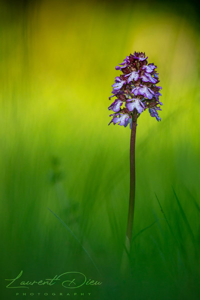 Orchis pourpre (Orchis purpurea) Lady orchid. Canon EOS 5DsR - Canon EF 300mm f/4 L IS USM.