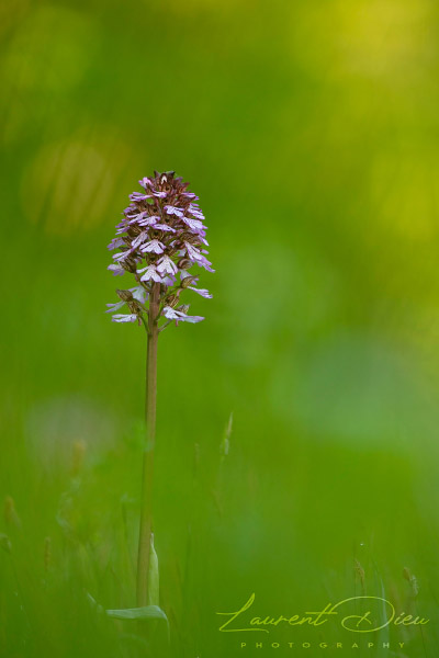 Orchis pourpre (Orchis purpurea) Lady orchid. Canon EOS 5DsR - Canon EF 300mm f/4 L IS USM.