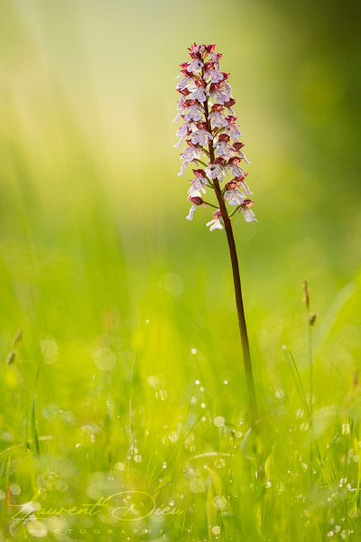 Orchis pourpre (Orchis purpurea) Lady orchid. Canon EOS 5DsR - Canon EF 300mm f/4 L IS USM.