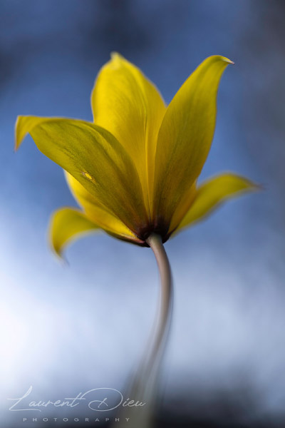 Tulipe-des-bois - Tulipe-sauvage (Tulipa sylvestris). Canon EOS R3 - Canon EF 100mm Macro L IS USM.