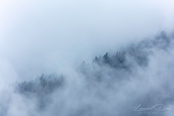 Brume sur la forêt - La Bresse Hohneck - Vosges - France. Canon EOS 5DsR - Canon EF 100-400 f/4.5-5.6 L IS II USM.