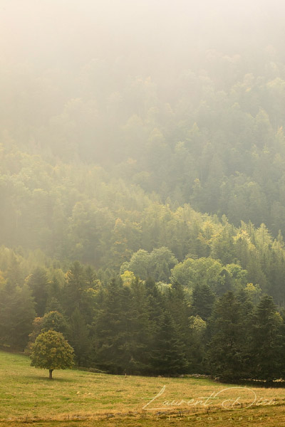 Ambiance automnale lors de cette matinée brumeuse au Petit Ballon (Haut-Rhin - Vosges - France). Canon EOS 5D Mark IV - Canon EF 70-200mm f/2.8 L IS III USM.