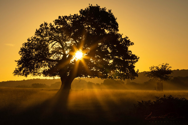 Lever de soleil lors d´une magnifique matinée brumeuse. Canon EOS R3 - Canon EF 70-200mm f/2.8 L IS III USM.