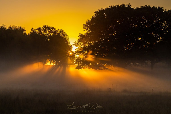 Lever de soleil lors d´une magnifique matinée brumeuse. Canon EOS R3 - Canon RF 100-500mm f/4.5-7.1 L IS USM.